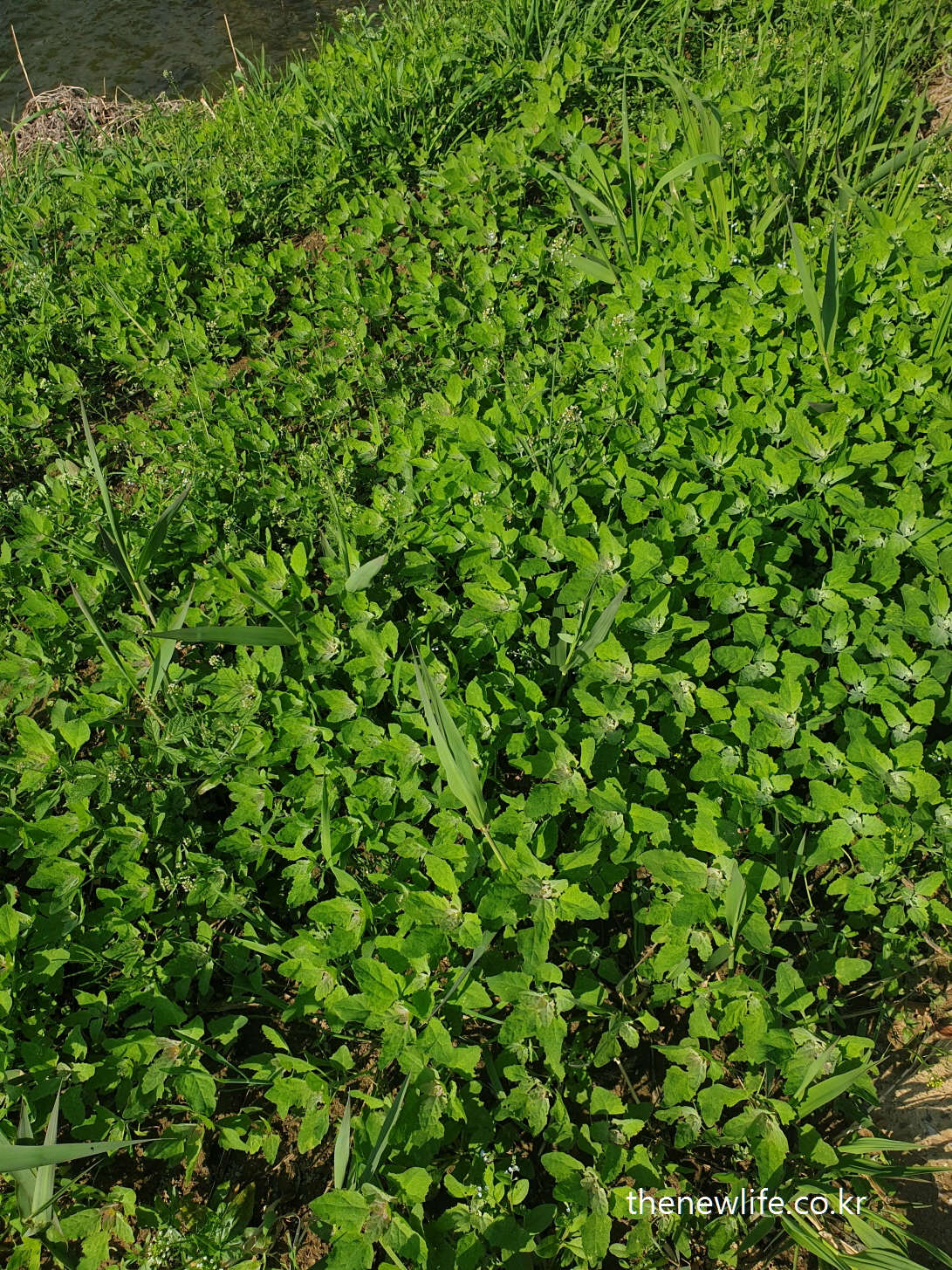 Wild Chenopodium album growing along the water's edge-물가 주변에서 자라난 자연 상태의 명아주 나물