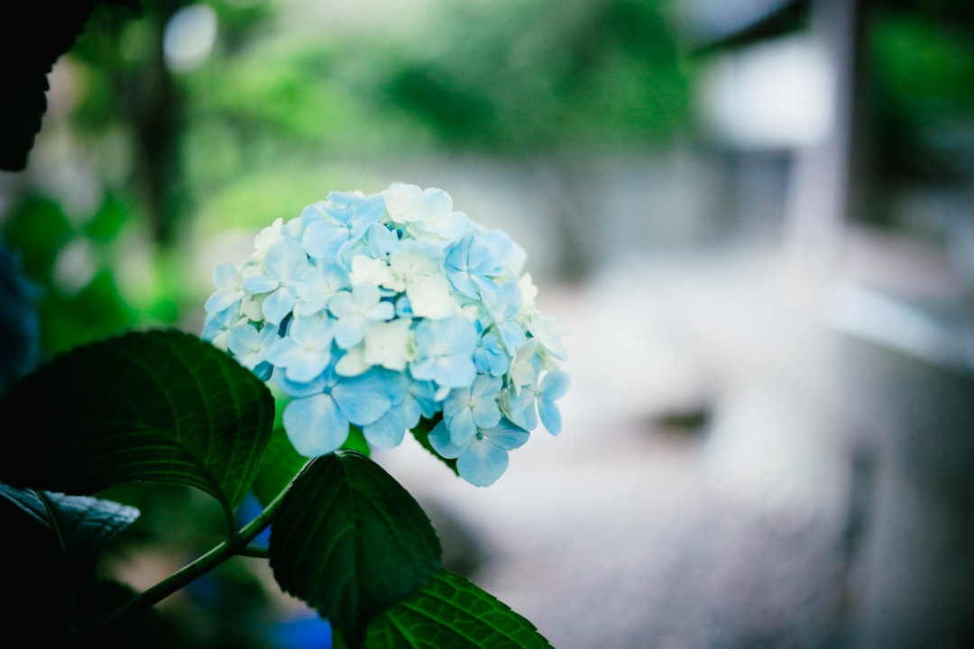 Rainy season.