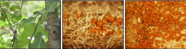 사과나무-사과응애-병충해-병징-증상-방제시기-방제법