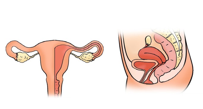 여성의-자궁과-장기-그림입니다.