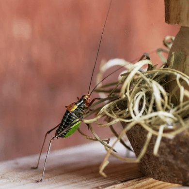 귀뚜라미 퇴치법