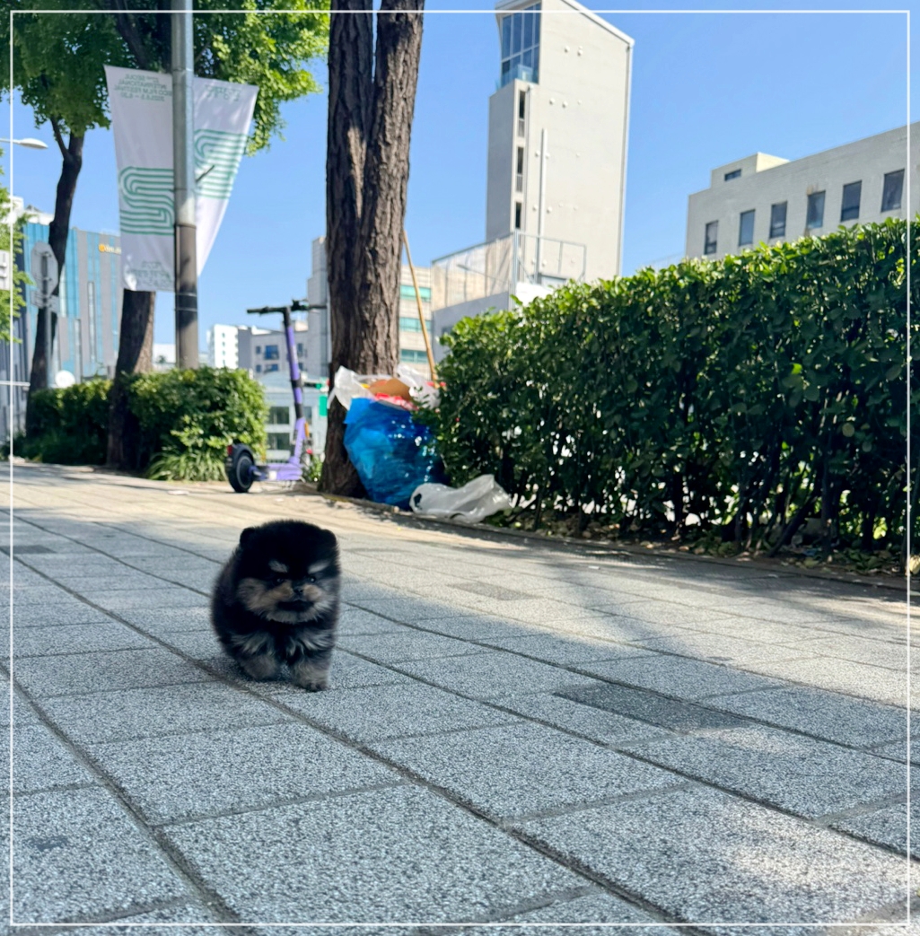 블랙탄 포메라니안 성격 설명