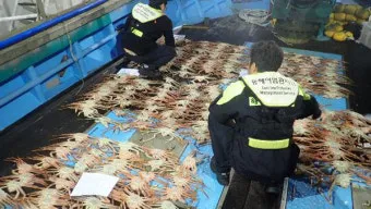 6월 꽃게 금어기 정확한 일정과 유통 제한 상세 정보 총정리_6