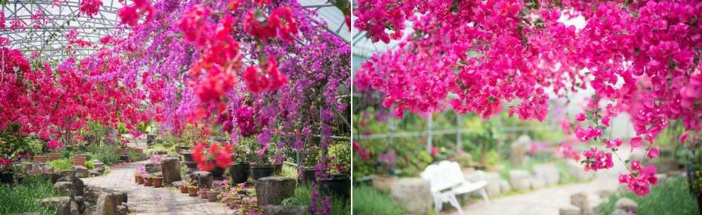 한림공원 부겐빌레아 축제