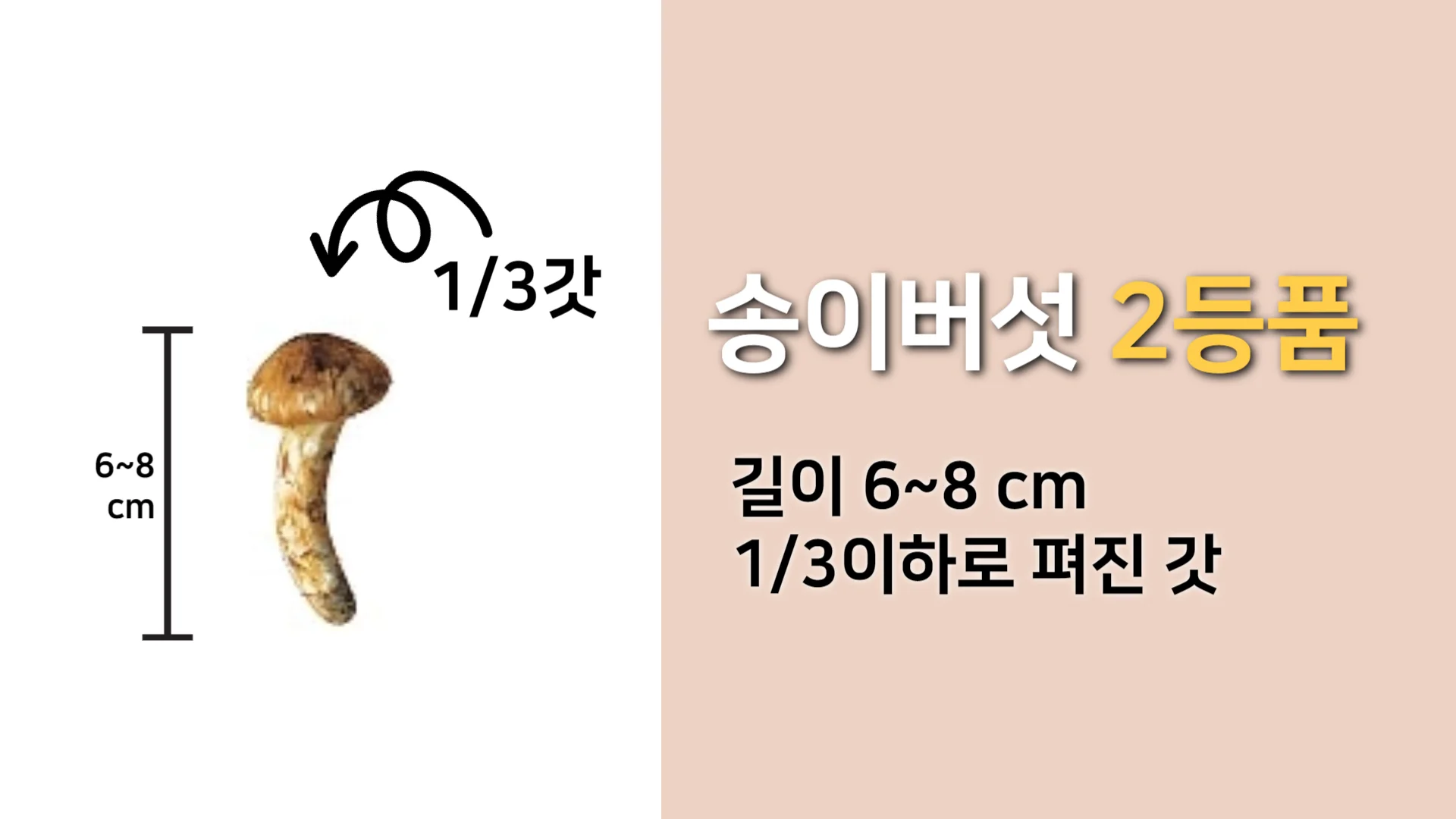 자연산-송이버섯-2등품