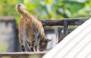 항문이 보이는 고양이