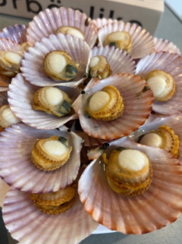 쪼이수산 가리비