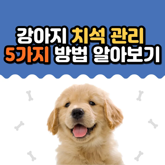 강아지 치석 제거 관리 썸네일