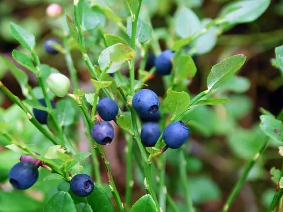 만성 염증에 좋은 냉동 블루베리