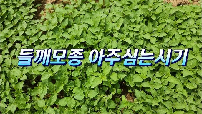 중부지방 들깨 파종시기 및 재배법 농사 팁 정리_1