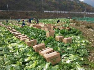 농업 수출 사진