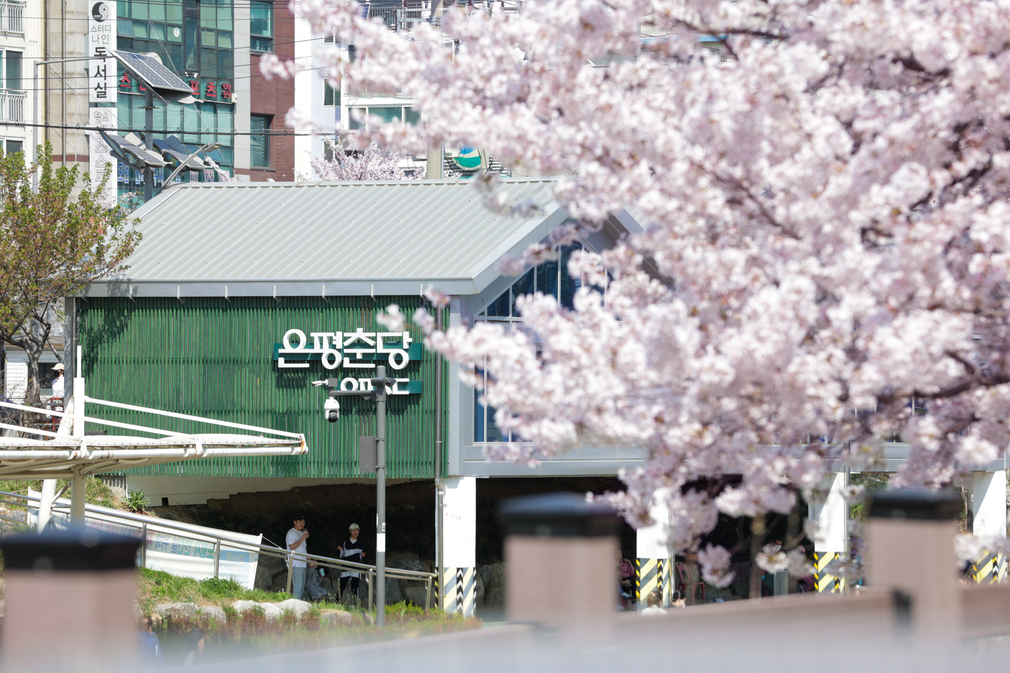 은평의 봄 2024 불광천 벚꽃축제 기본일정 및 프로그램 소개 (김범수 진성 코요태 김소현 하이키 출연) 은평 불광천 봄꽃 마라톤 대회 소개