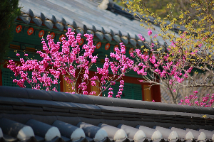 한옥 미학 분석: 비례, 채광, 동선을 중심으로
