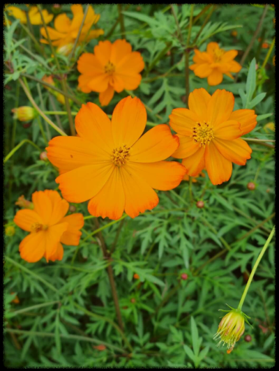 안성팜랜드 핑크뮬리,코스모스 가을 사진여행 추천합니다.