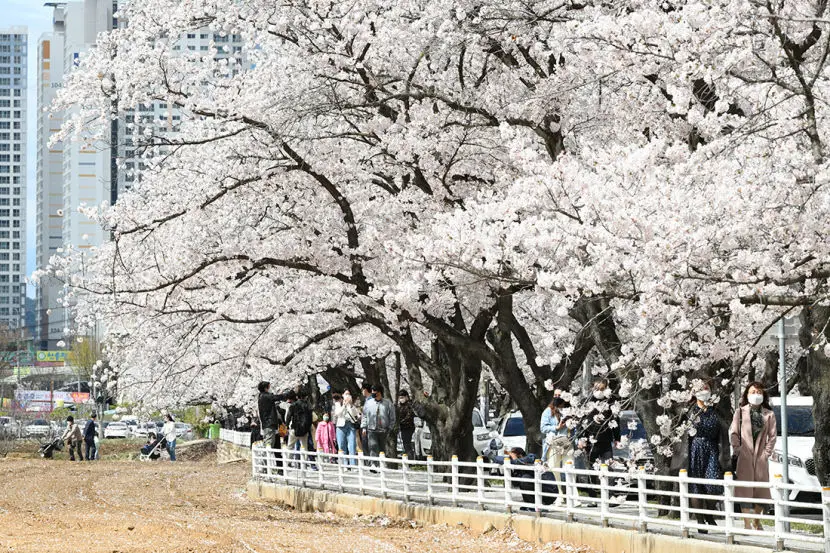 달성공원 벚꽃