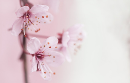 2025년 벚꽃축제 취소 및 축소운영 지역