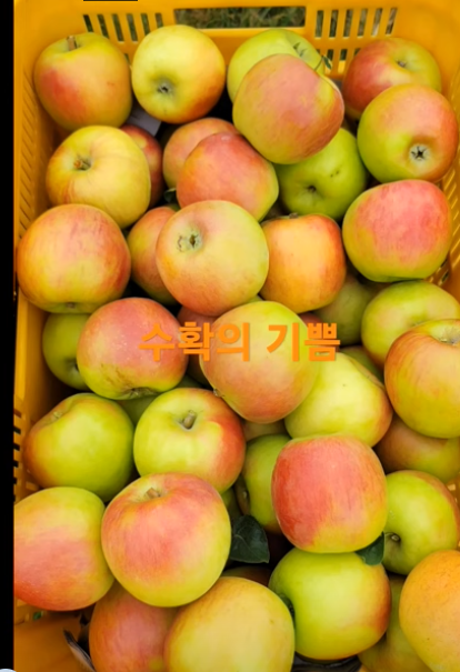 유포리 유성농원 홍로사과