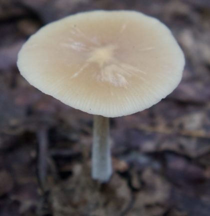 영지버섯 효능 부작용 먹는 방법