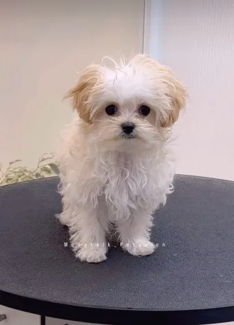 말티푸 단점 장점 성견 크기 분양가격_12