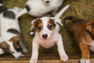 쳐다보는 강아지