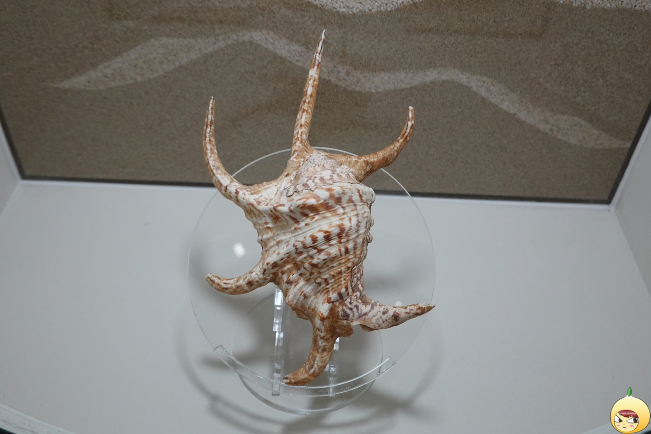 스이지가이(전갈고둥)