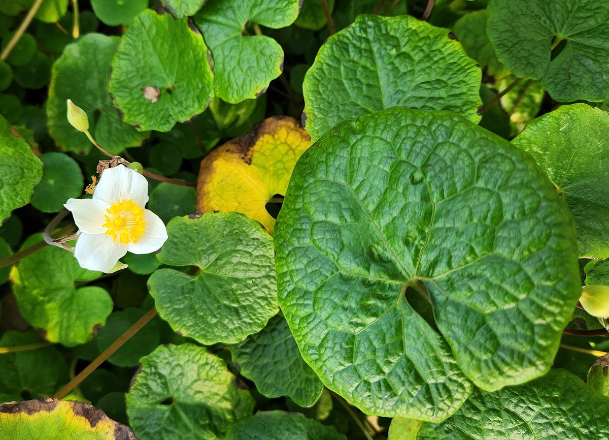 연잎양귀비(혈수초)