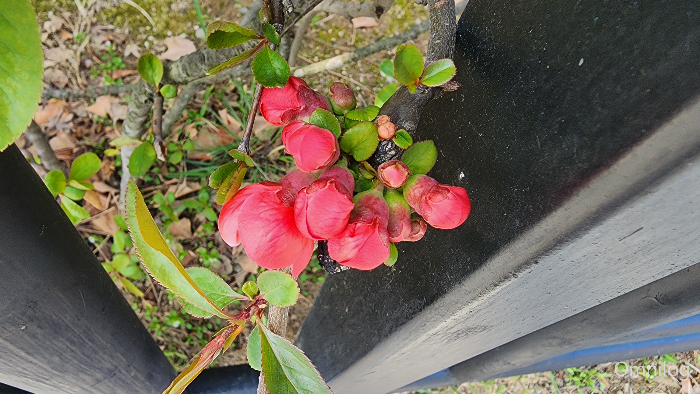 명자나무 꽃 ,산당화