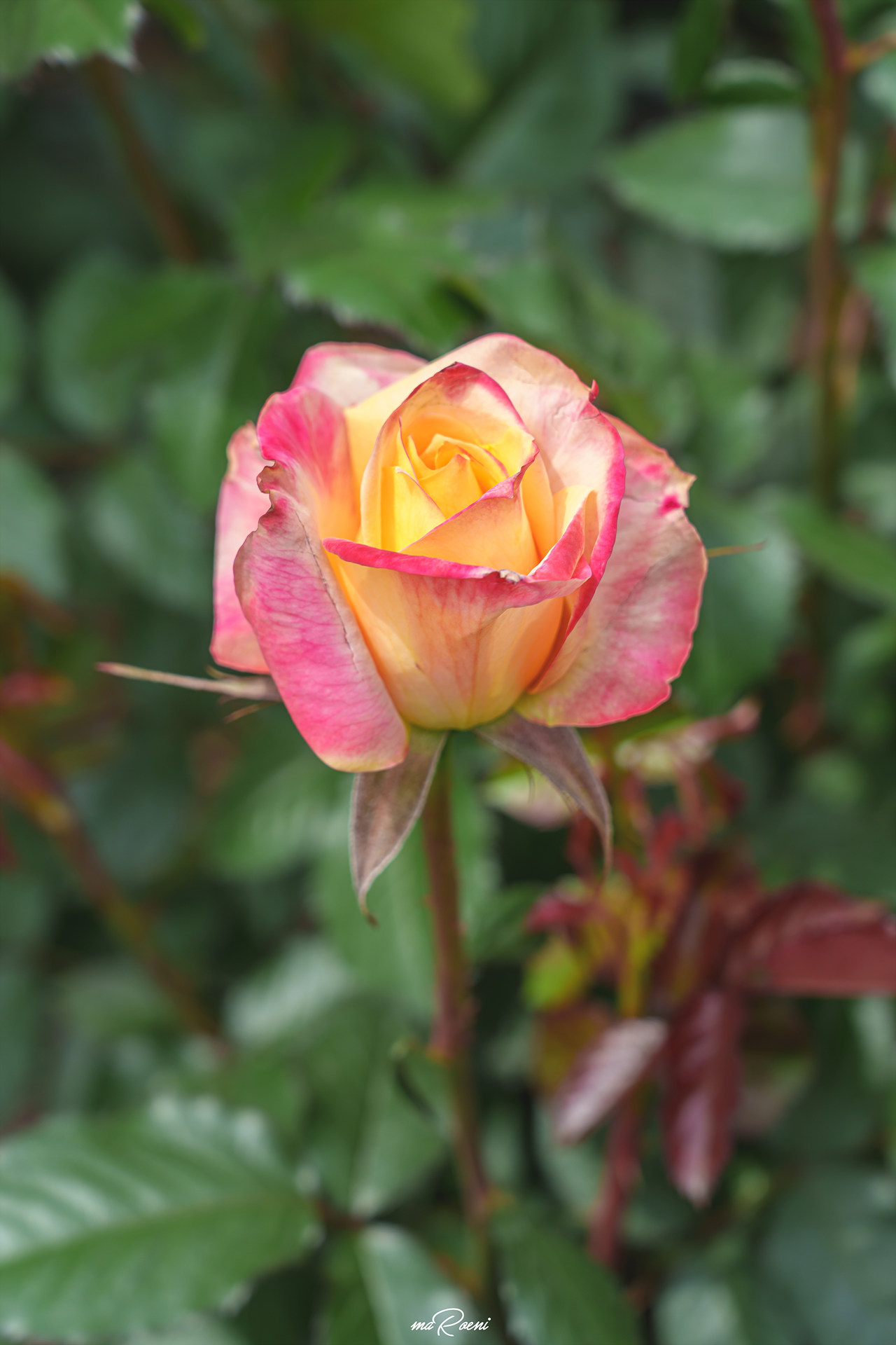 백만송이장미원