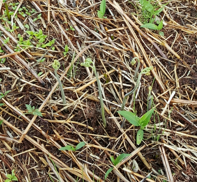 4월 심는 고사리 재배 심는시기