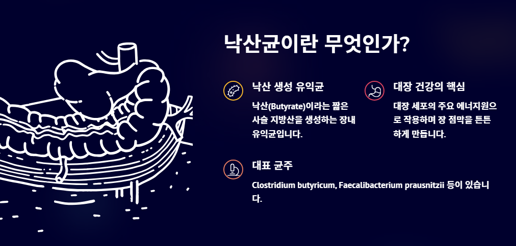 낙산균 효능과 부작용, 꼭 알아야 할 핵심 정보