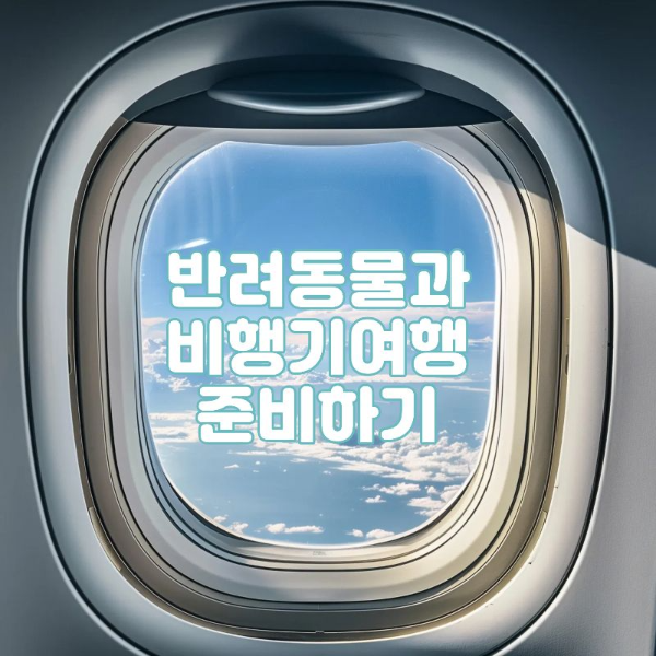 반려동물과 비행기 여행하기