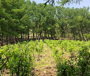 생방송투데이 이 주의 장바구니 강원도 평창 참두릅 365삼 구입 주문방법 산양삼, 오가피순, 명이나물, 고들빼기, 산더덕, 솔순, 도라지, 땅두릅