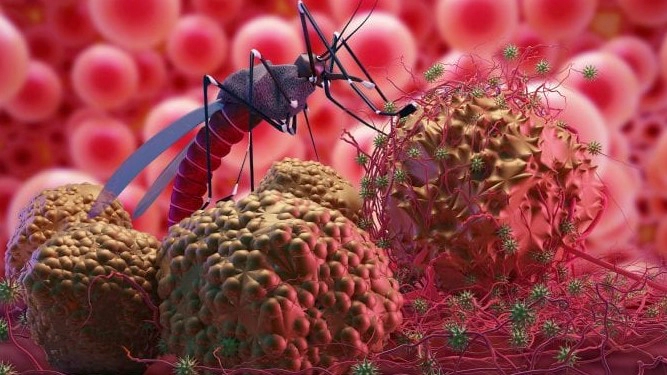 말라리아 증상 10가지