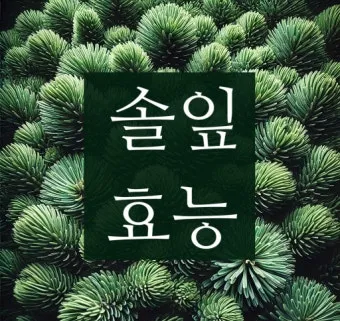솔잎 효능수확기솔잎 효소 만드는법솔잎차세척활용법보관법까지_11