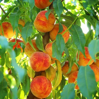 복숭아 나무 한살이 시기_22