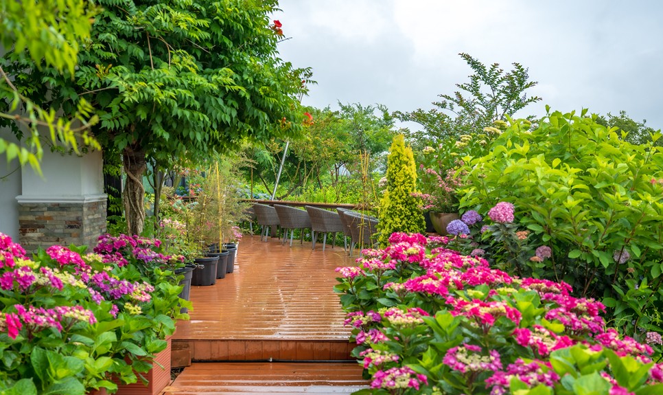 제주 마노르블랑 수국축제