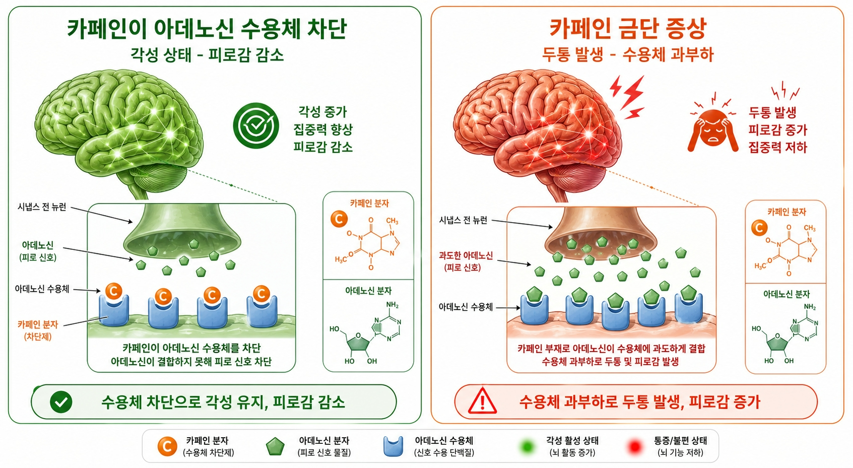 카페인아데노신수용체-금단두통원리-인포그래픽