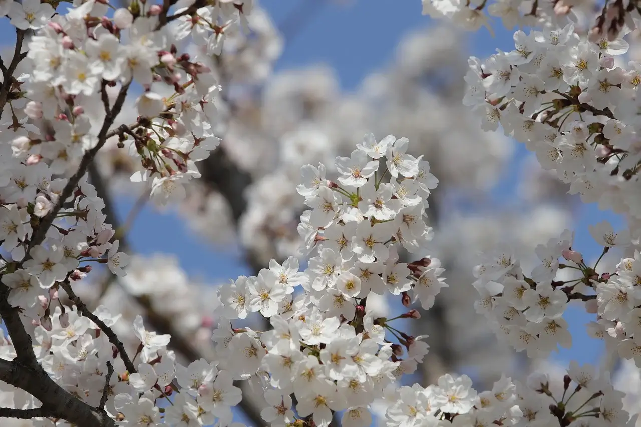 경주 벚꽃 축제