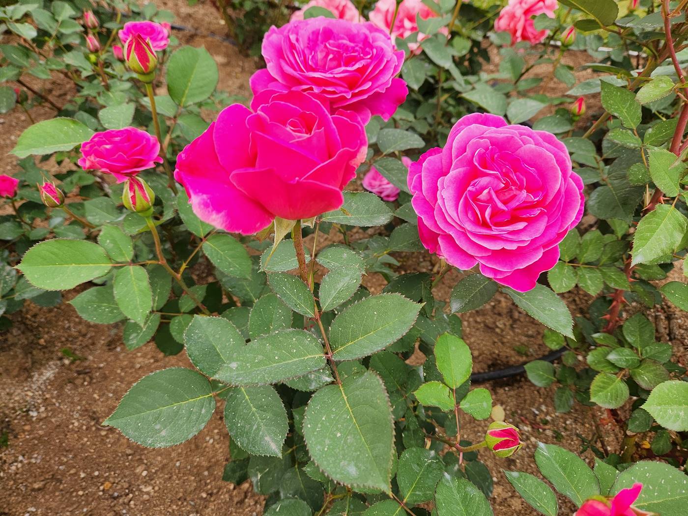 장미 핑크피스 Pink Peace