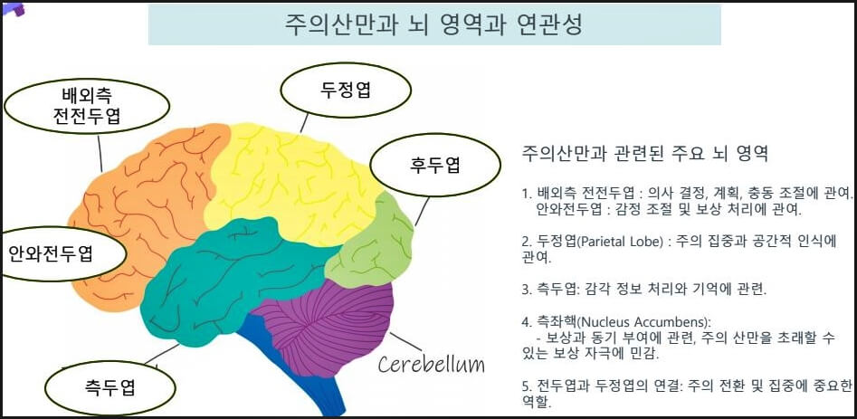 주의산만과 뇌의 관계