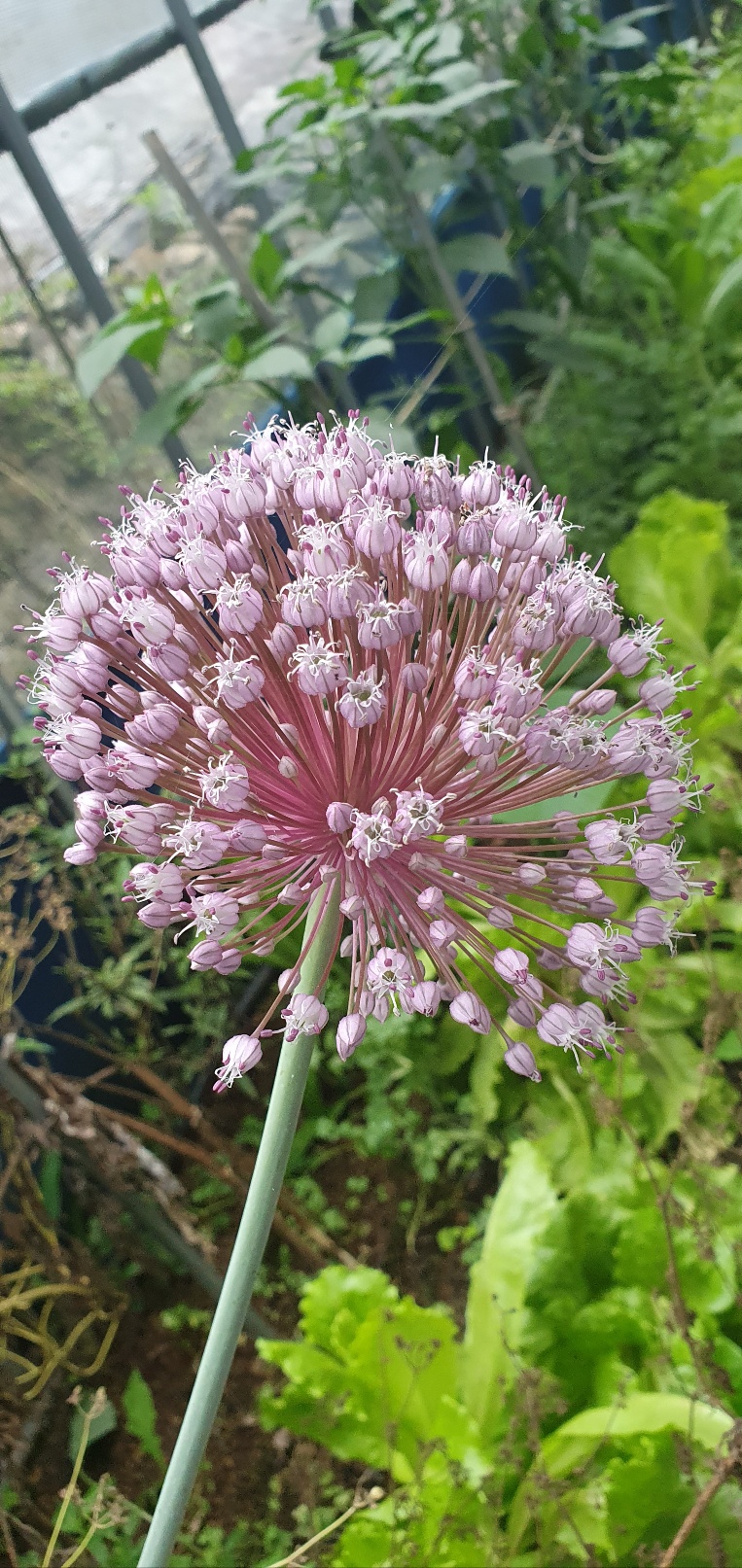 매운 뿌리 위에 피는 순한 꽃 — 마늘꽃 이야기