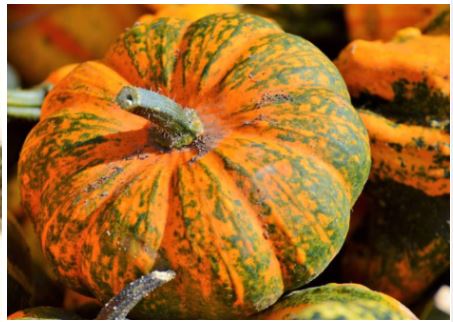 카리토포텐효능