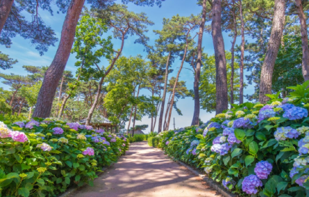 충청권 수국 명소 추천 7곳, 지금 안 가면 손해! 여름 꽃 여행지