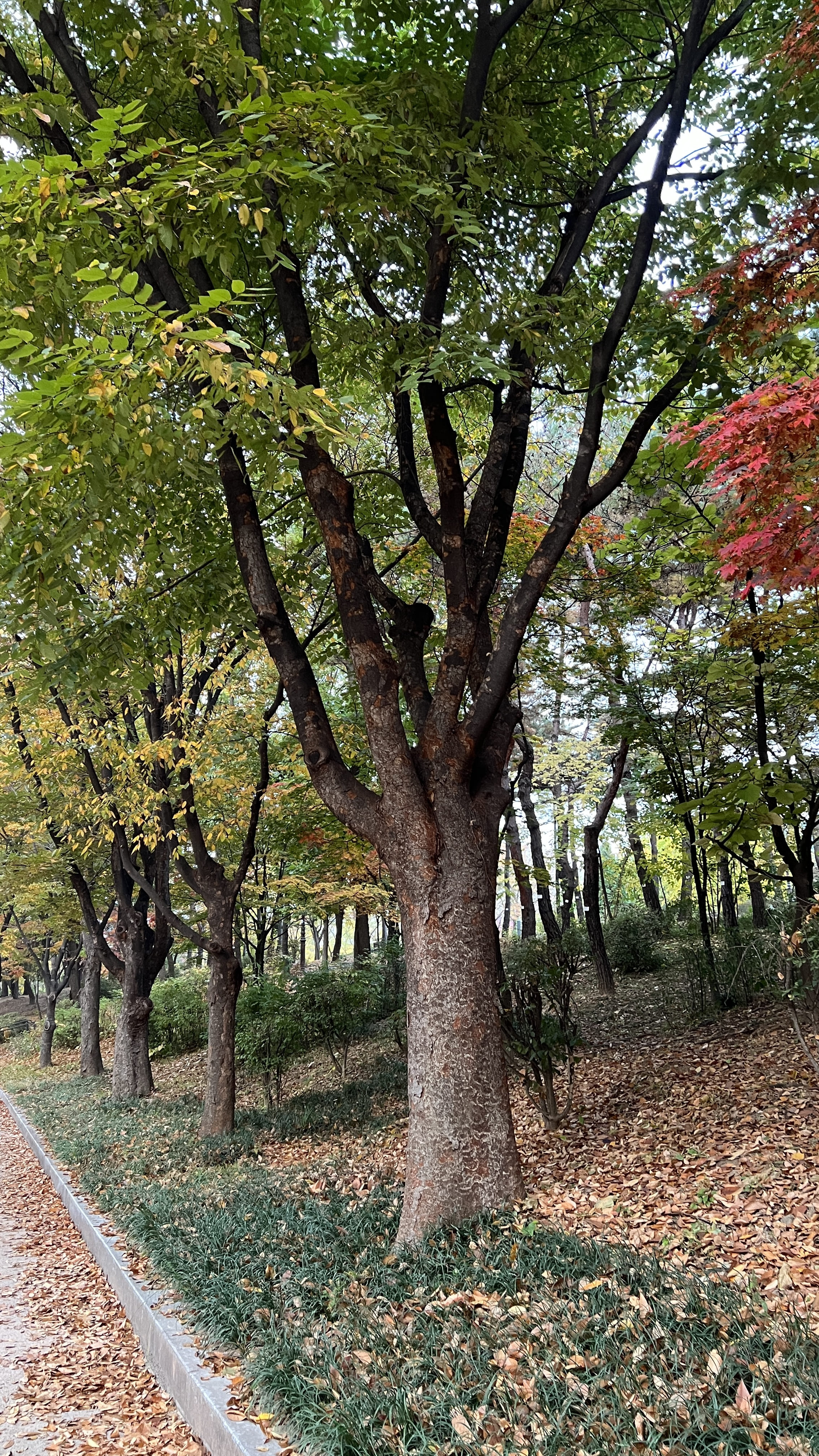 여의도 한강공원 
