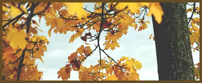 서울 근교 단풍 명소 (지금이 단풍 절정시기)