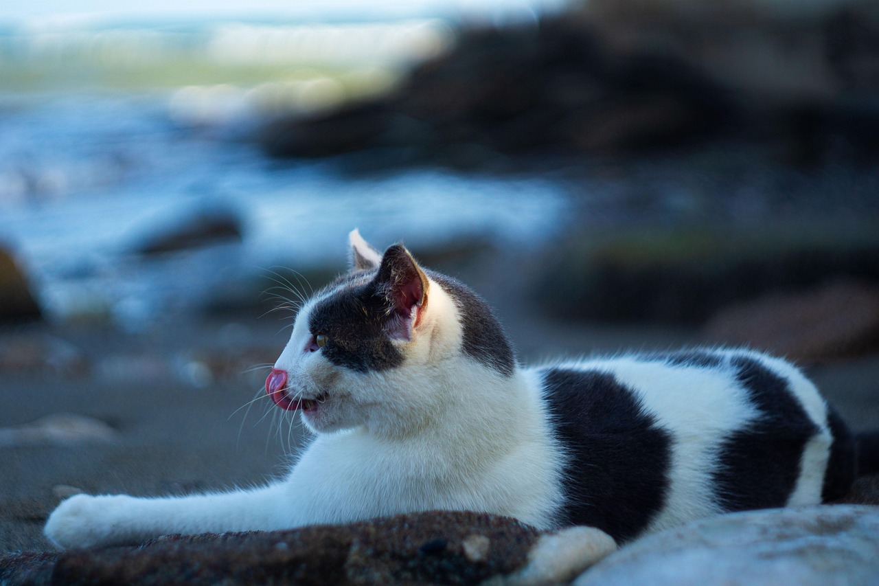 양이 갑상선 항진증 초기증상 (6)