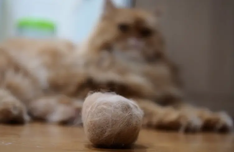 고양이 헤어볼