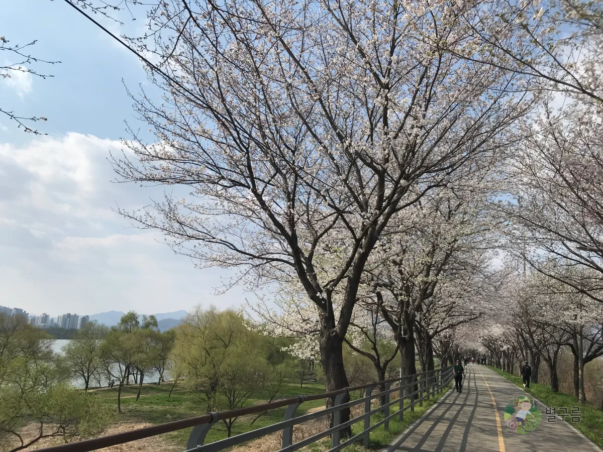 갈산공원-벚꽃-산책길-5