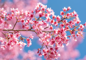 경주 벚꽃 사진