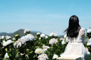 신안 도초도 수국축제